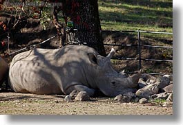 big animals, california, horizontal, rhinoceros, safari west, sonoma, west coast, western usa, white, photograph