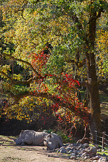 white-rhinoceros-4.jpg