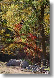 animals, big animals, california, rhinoceros, safari west, sonoma, vertical, west coast, western usa, white, photograph