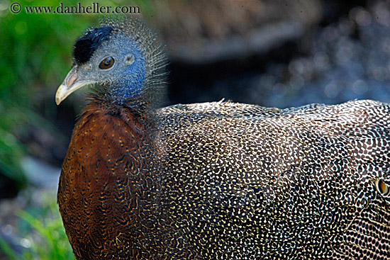 argus-pheasant-1.jpg