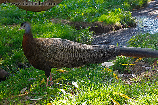 argus-pheasant-2.jpg