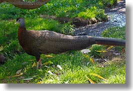 animals, argus, birds, california, horizontal, pheasant, safari west, sonoma, west coast, western usa, photograph