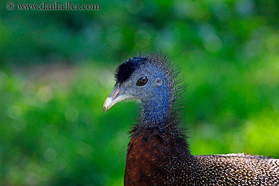 argus-pheasant-3.jpg