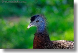 animals, argus, birds, california, horizontal, pheasant, safari west, sonoma, west coast, western usa, photograph