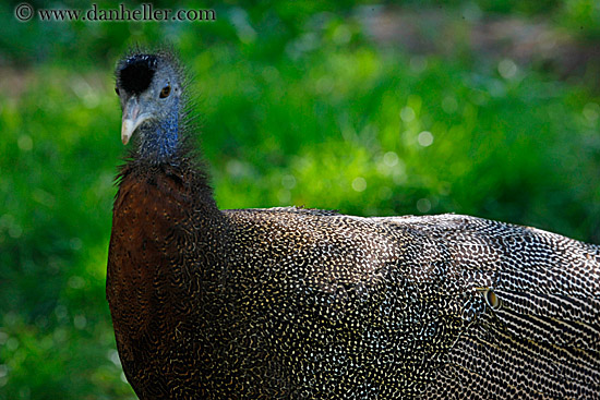 argus-pheasant-4.jpg