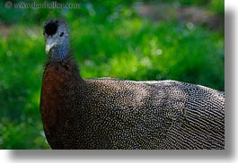 images/California/Sonoma/SafariWest/Birds/argus-pheasant-4.jpg
