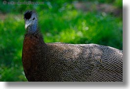 animals, argus, birds, california, horizontal, pheasant, safari west, sonoma, west coast, western usa, photograph