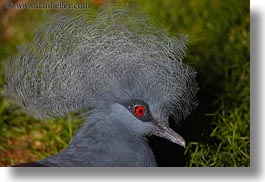 animals, birds, blues, california, crowned, horizontal, pigeons, safari west, sonoma, west coast, western usa, photograph