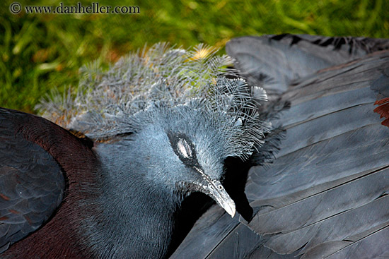 blue-crowned-pigeon-2.jpg