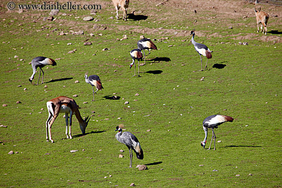 east-african-crown-crane-1.jpg