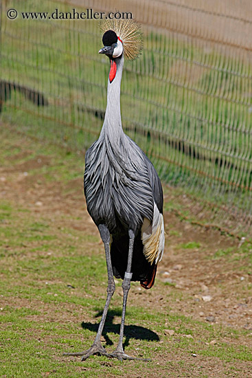 east-african-crown-crane-2.jpg