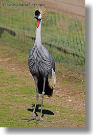 images/California/Sonoma/SafariWest/Birds/east-african-crown-crane-2.jpg