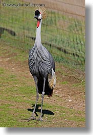 african, animals, birds, california, crane, crowns, east, safari west, sonoma, vertical, west coast, western usa, photograph