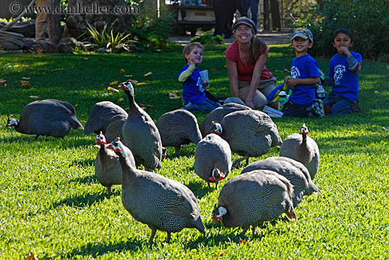 kenya-crested-guineafowl-1.jpg