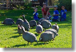 animals, birds, boys, california, childrens, crested, guineafowl, horizontal, kenya, people, safari west, sonoma, west coast, western usa, photograph