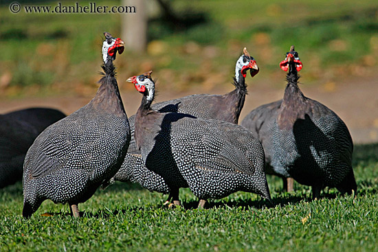 kenya-crested-guineafowl-2.jpg