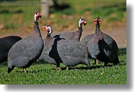 images/California/Sonoma/SafariWest/Birds/kenya-crested-guineafowl-2.jpg