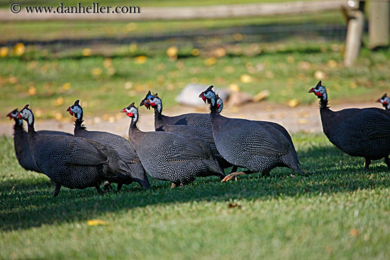 kenya-crested-guineafowl-3.jpg