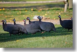 images/California/Sonoma/SafariWest/Birds/kenya-crested-guineafowl-3.jpg