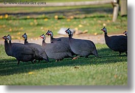 animals, birds, california, crested, guineafowl, horizontal, kenya, safari west, sonoma, west coast, western usa, photograph