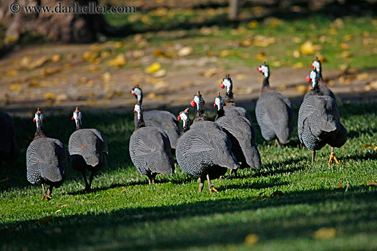 kenya-crested-guineafowl-4.jpg