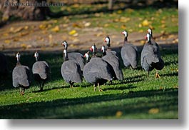 animals, birds, california, crested, guineafowl, horizontal, kenya, safari west, sonoma, west coast, western usa, photograph