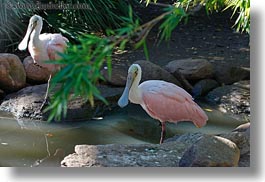 animals, birds, california, horizontal, roseate, safari west, sonoma, spoonbill, west coast, western usa, photograph