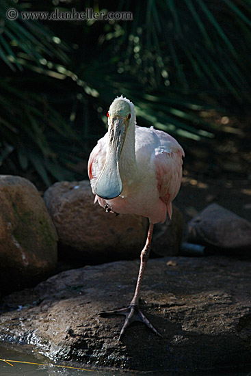 roseate-spoonbill-2.jpg