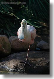 animals, birds, california, roseate, safari west, sonoma, spoonbill, vertical, west coast, western usa, photograph