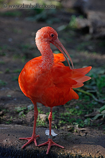 scarlet-ibis-02.jpg