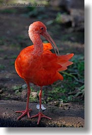 animals, birds, california, ibis, safari west, scarlet, sonoma, vertical, west coast, western usa, photograph