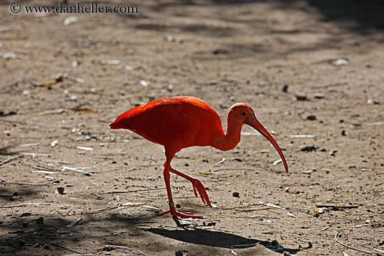scarlet-ibis-03.jpg