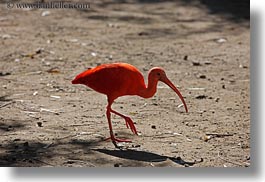 animals, birds, california, horizontal, ibis, safari west, scarlet, sonoma, west coast, western usa, photograph