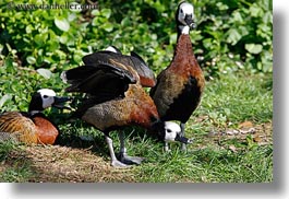 images/California/Sonoma/SafariWest/Birds/scarlet-ibis-05.jpg