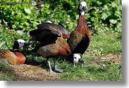 animals, birds, california, horizontal, ibis, safari west, scarlet, sonoma, west coast, western usa, photograph