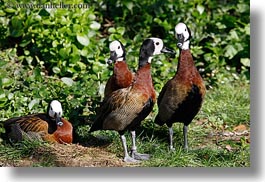 animals, birds, california, horizontal, ibis, safari west, scarlet, sonoma, west coast, western usa, photograph