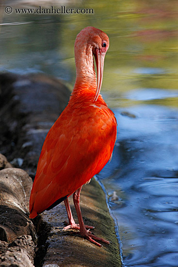 scarlet-ibis-07.jpg