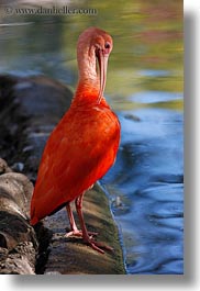 animals, birds, california, ibis, nature, safari west, scarlet, sonoma, vertical, water, west coast, western usa, photograph