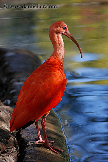 scarlet-ibis-08.jpg