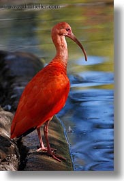 images/California/Sonoma/SafariWest/Birds/scarlet-ibis-08.jpg