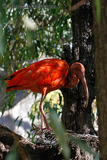scarlet-ibis-09.jpg