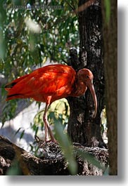 images/California/Sonoma/SafariWest/Birds/scarlet-ibis-09.jpg