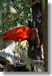 animals, birds, california, ibis, safari west, scarlet, sonoma, vertical, west coast, western usa, photograph