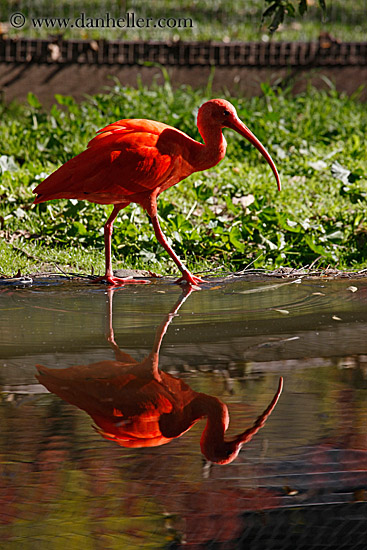 scarlet-ibis-10.jpg