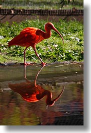 animals, birds, california, ibis, safari west, scarlet, sonoma, vertical, west coast, western usa, photograph