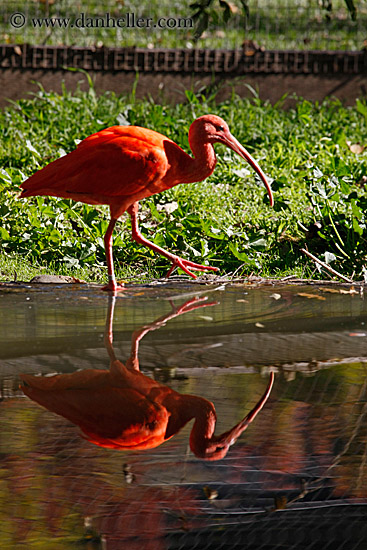 scarlet-ibis-11.jpg