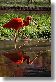 animals, birds, california, ibis, safari west, scarlet, sonoma, vertical, west coast, western usa, photograph