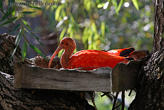 scarlet-ibis-12.jpg