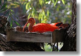 animals, birds, california, horizontal, ibis, safari west, scarlet, sonoma, west coast, western usa, photograph