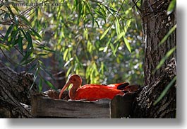 animals, birds, california, horizontal, ibis, safari west, scarlet, sonoma, west coast, western usa, photograph